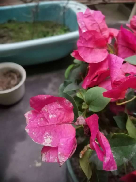 三角梅盆栽花上有白色的斑点 怎么办