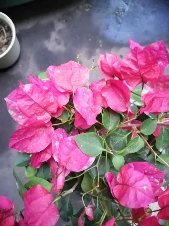 三角梅盆栽花上有白色的斑点 怎么办