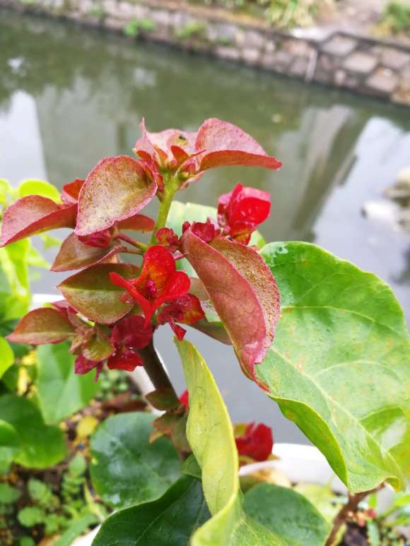 三角梅盆栽用什么肥料较好 图片