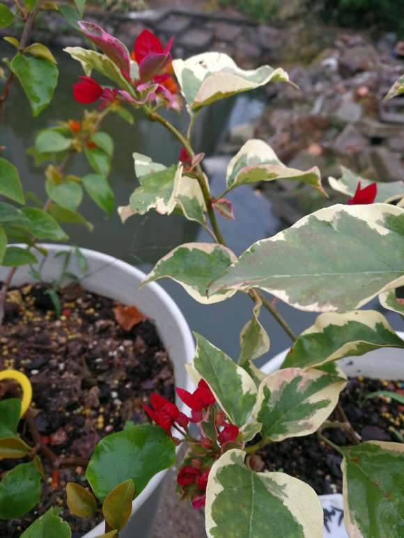 三角梅盆栽用什么肥料较好 图片