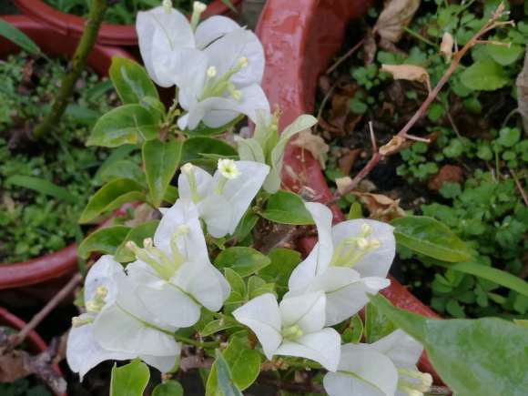 安徽三角梅盆栽要如何越冬 图片