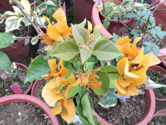 安徽三角梅盆栽要如何越冬 图片