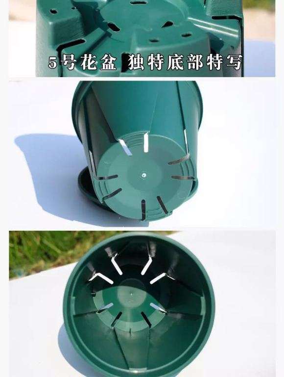 什么盆子更适合三角梅盆栽 图片