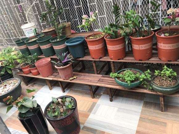 什么盆子更适合三角梅盆栽 图片