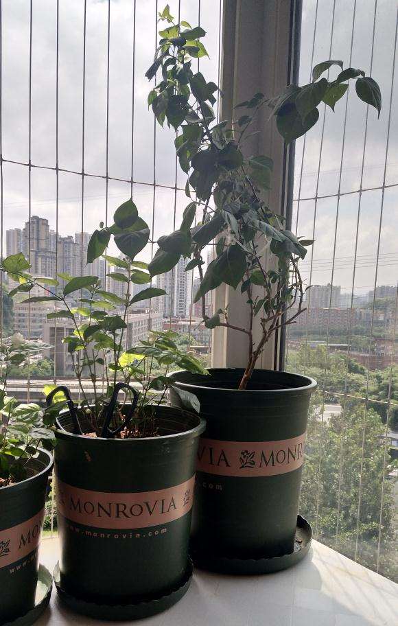 三角梅盆栽为什么晒太阳叶子就打焉