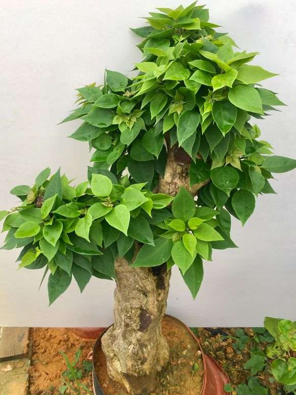 苏州能露养三角梅盆栽吗 图片