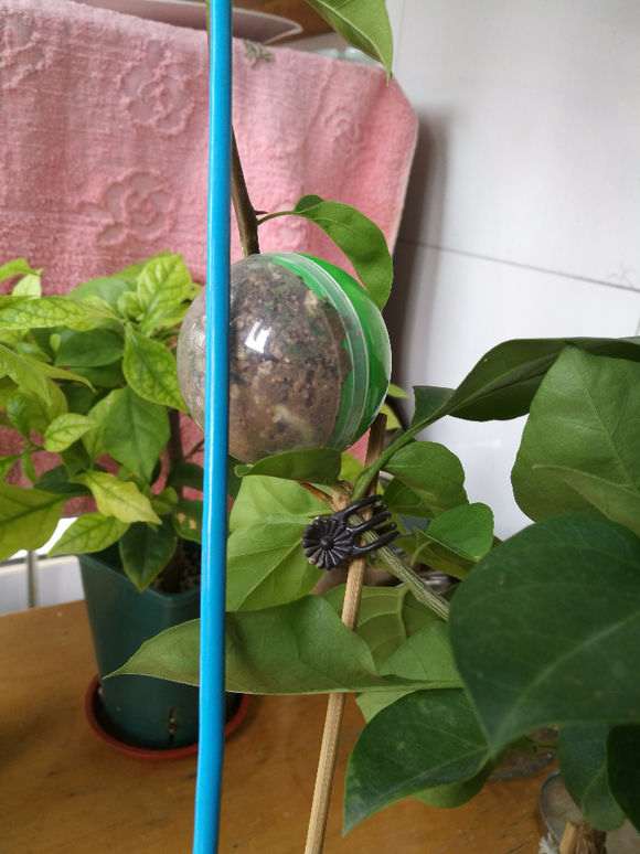 三角梅盆栽怎么使用高压神器的方法