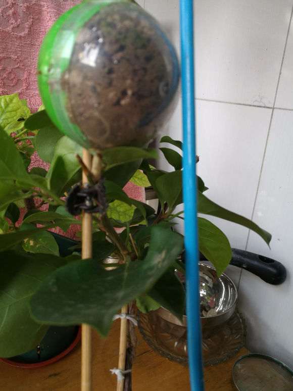 三角梅盆栽怎么使用高压神器的方法