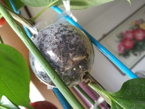 三角梅盆栽可以用纯泥炭土种植吗