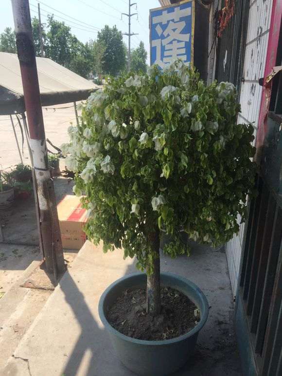 三角梅盆栽叶子发蔫 怎么办 图片