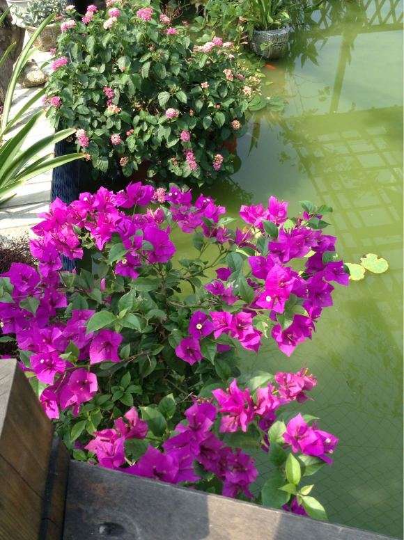 浙江三角梅盆栽可以地栽越冬吗 图片