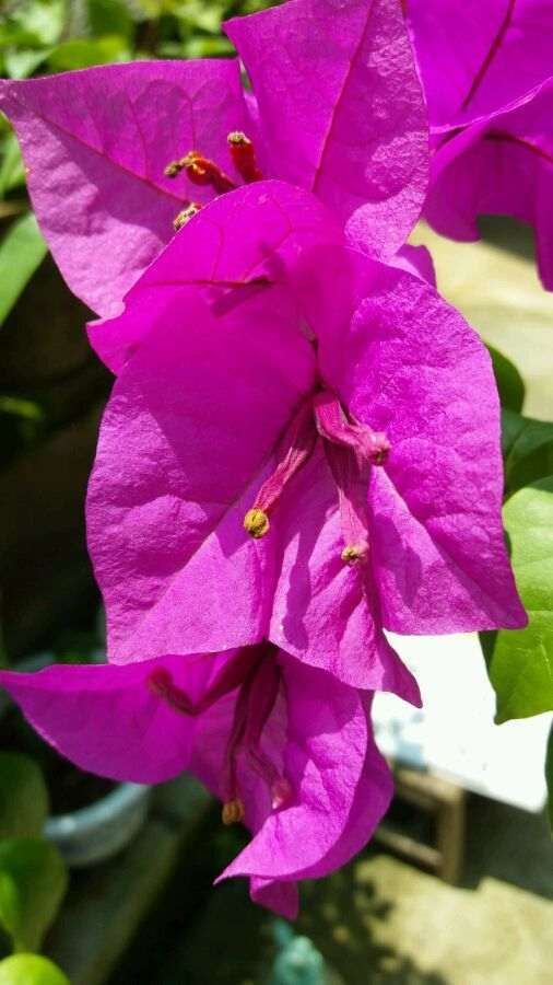 浙江三角梅盆栽可以地栽越冬吗 图片