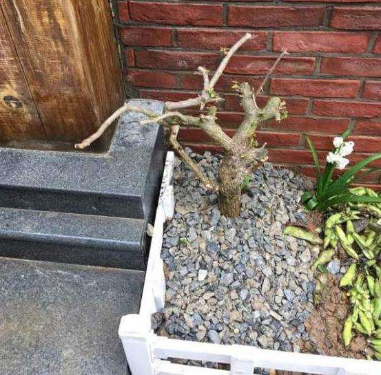 温州零下8度 三角梅盆栽都没冻死 图片