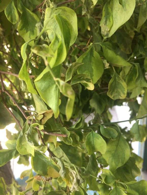 安徽零下7度三角梅盆栽可以过冬吗