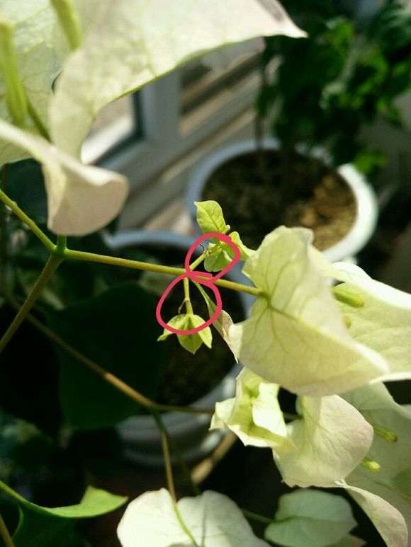 三角梅盆栽的花苞脱落了 怎么办 图片