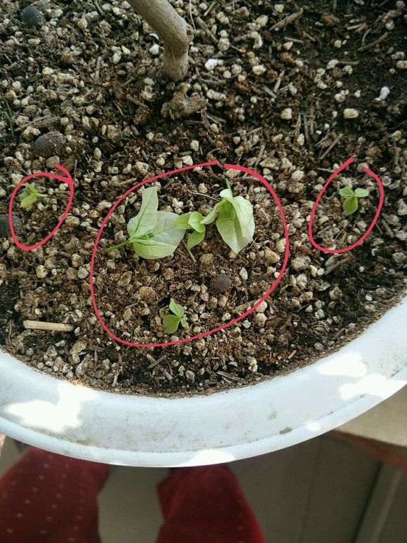 三角梅盆栽的花苞脱落了 怎么办 图片