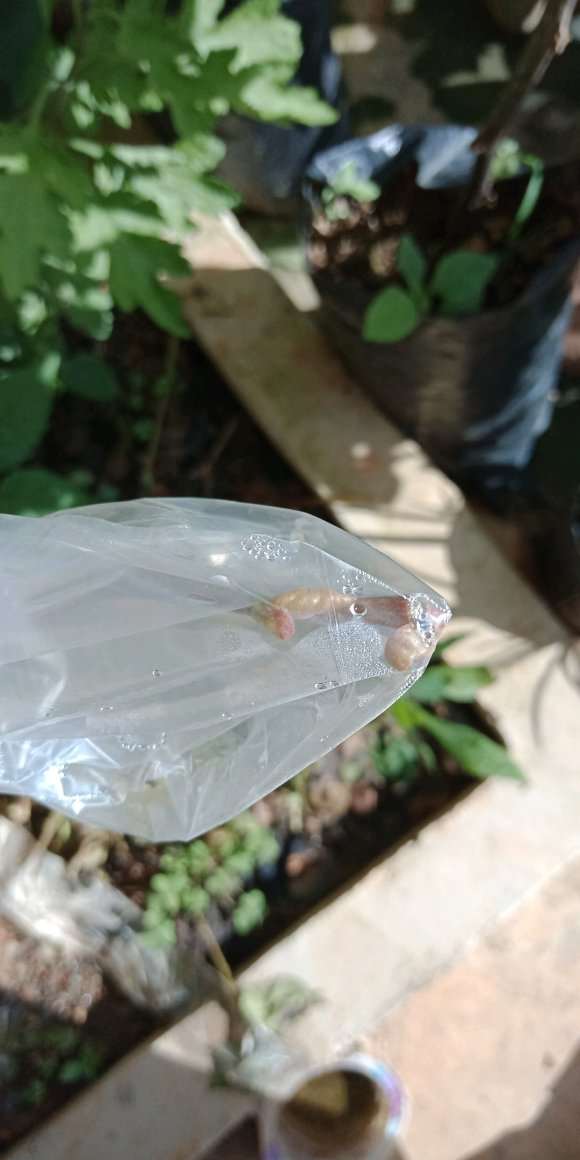 图解 三角梅盆栽怎么嫁接的过程