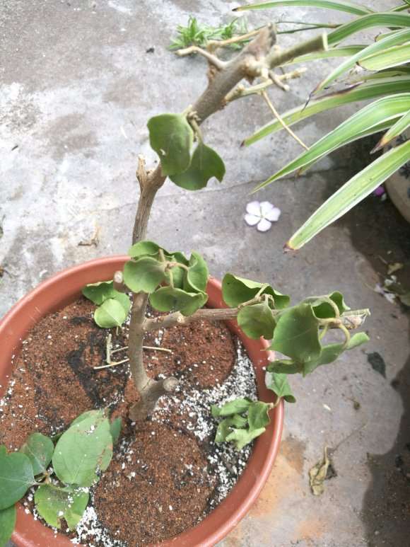 三角梅盆栽光杆1周 没变化 怎么办