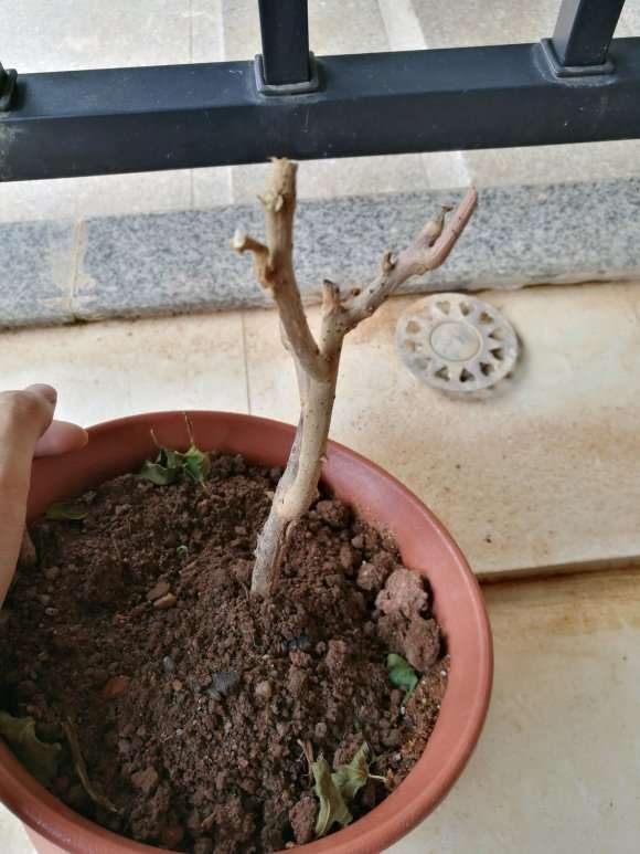 三角梅盆栽光杆1周 没变化 怎么办