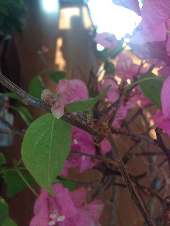 三角梅盆栽生虫子了 怎么办 图片