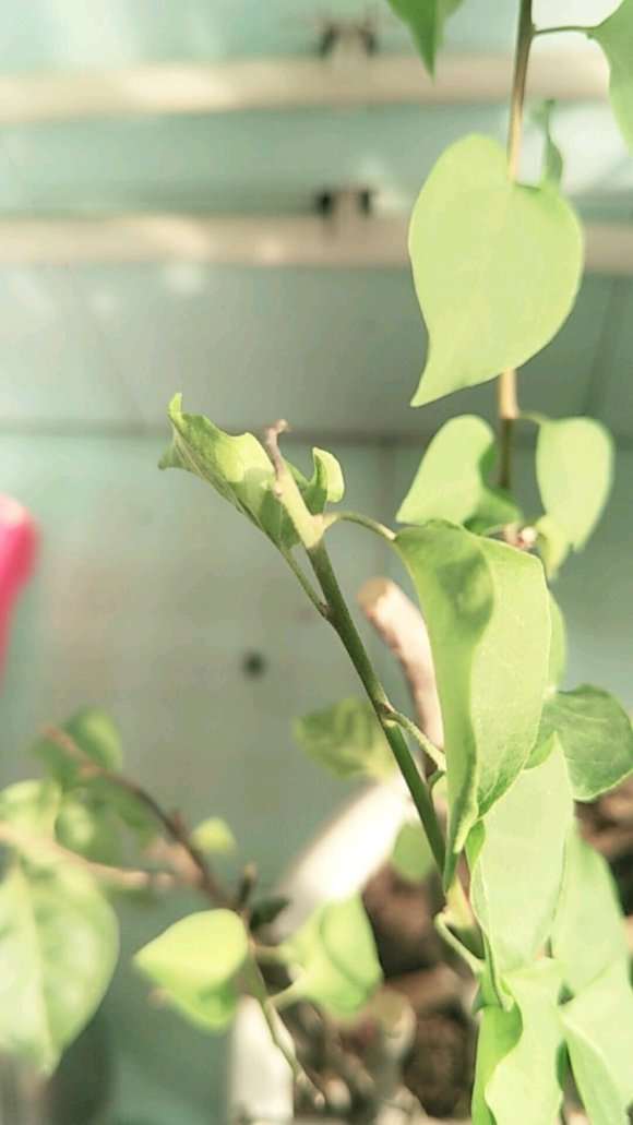 三角梅盆栽叶子枝尖 就干枯掉 怎么办