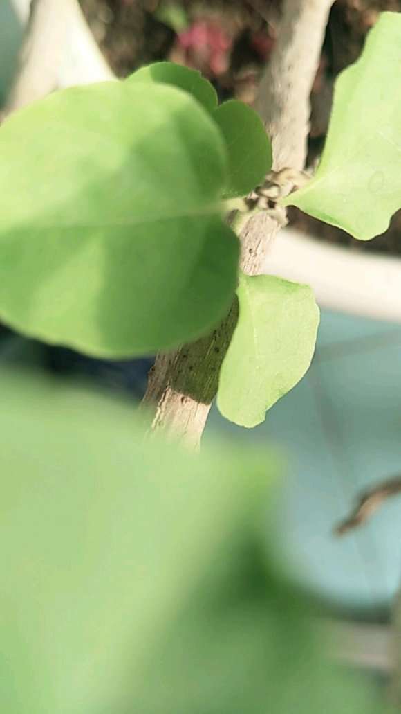 三角梅盆栽叶子枝尖 就干枯掉 怎么办