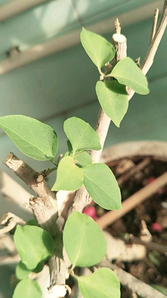 三角梅盆栽叶子枝尖 就干枯掉 怎么办