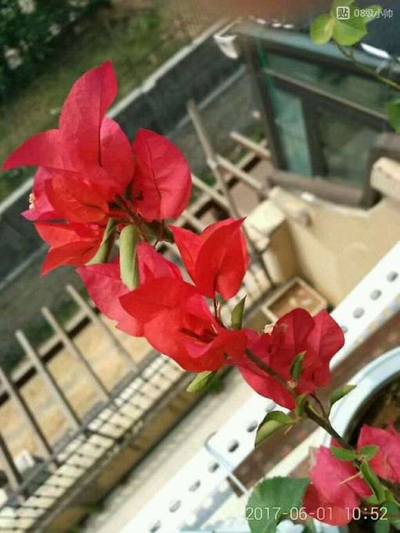 红雀和桑巴三角梅盆栽有啥区别 图片