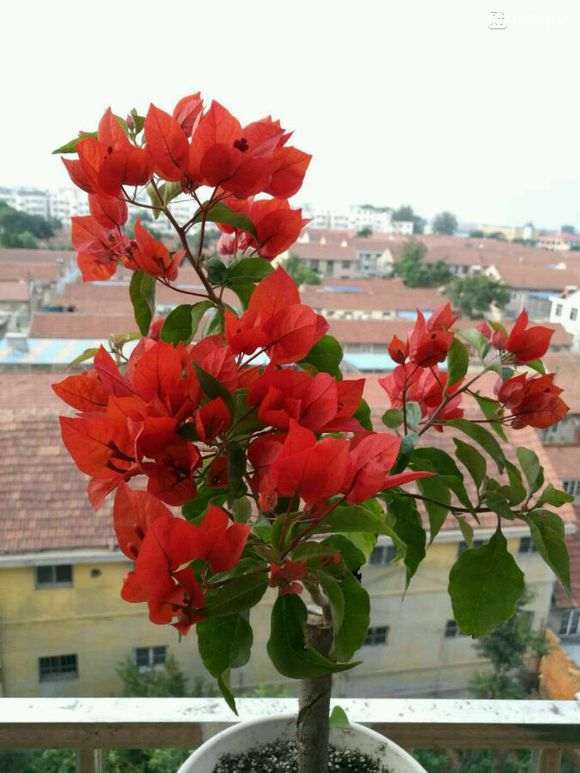 红雀和桑巴三角梅盆栽有啥区别 图片