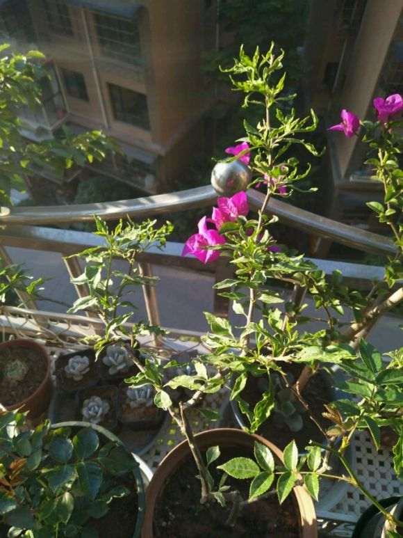 粉蝶三角梅盆栽的叶子 怎么啦 图片