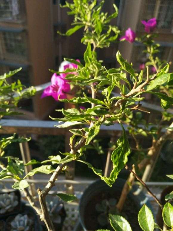 粉蝶三角梅盆栽的叶子 怎么啦 图片