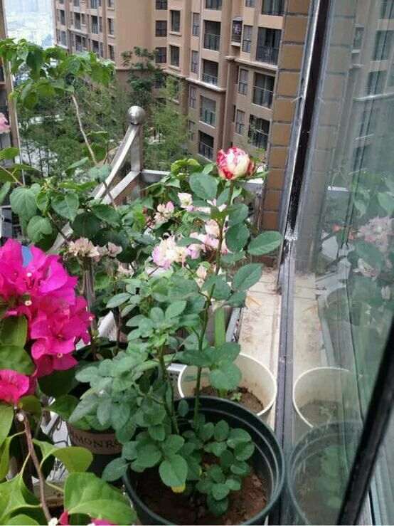 楼主 你的三角梅盆栽被冻死了多少