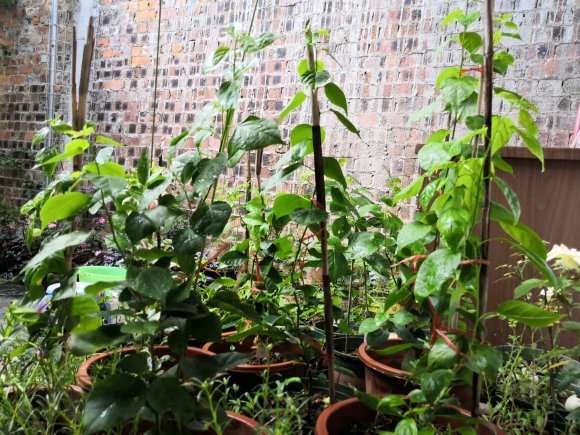 为什么三角梅盆栽不能用尿素 图片