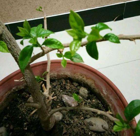 三角梅盆栽上是花芽 还是指条芽 图片