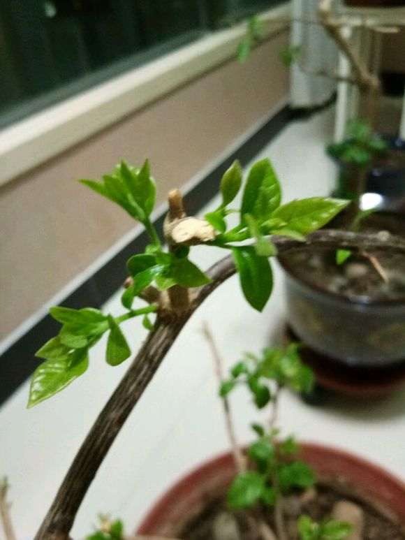 三角梅盆栽上是花芽 还是指条芽 图片