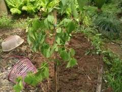 三角梅下山桩栽了半小时后 这样 怎么办