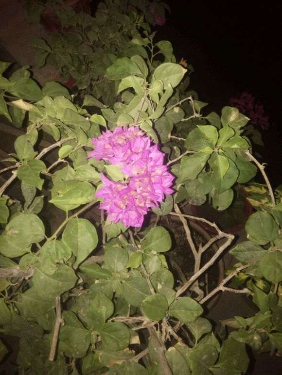 三角梅盆栽重红和重粉怎么区别 图片