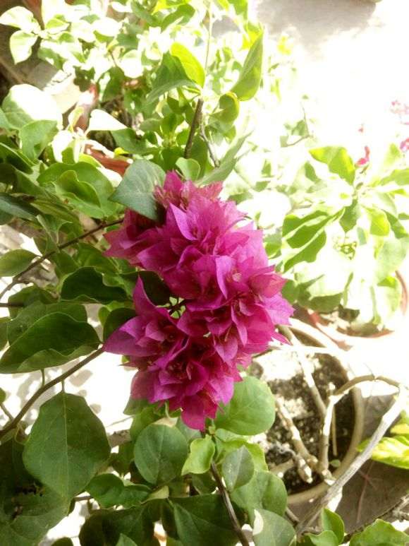 三角梅盆栽重红和重粉怎么区别 图片