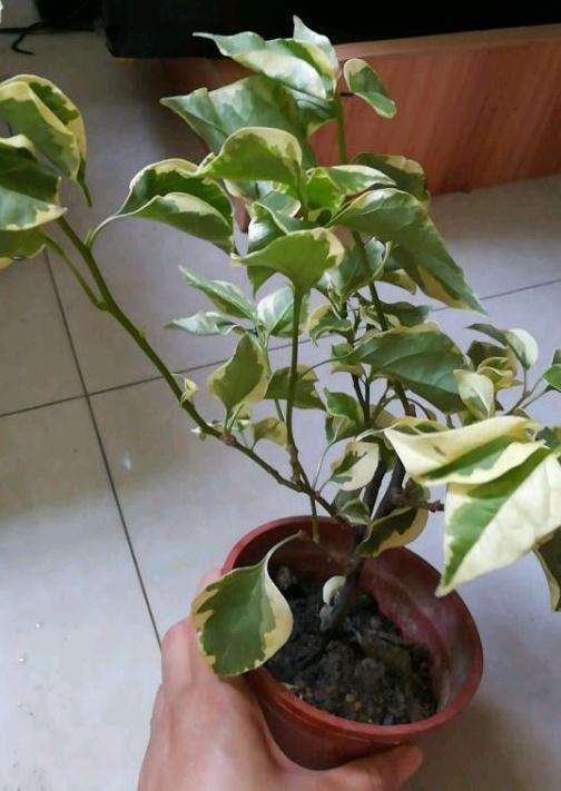 刚买的三角梅盆栽要把叶子摘了吗 图片