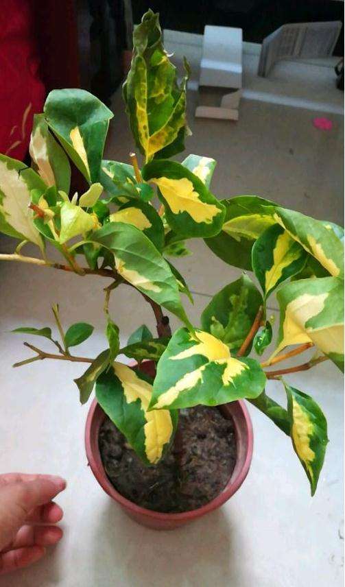 刚买的三角梅盆栽要把叶子摘了吗 图片