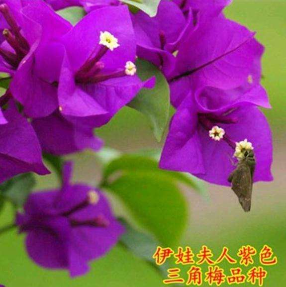 请问有紫霞仙子这种三角梅盆栽吗