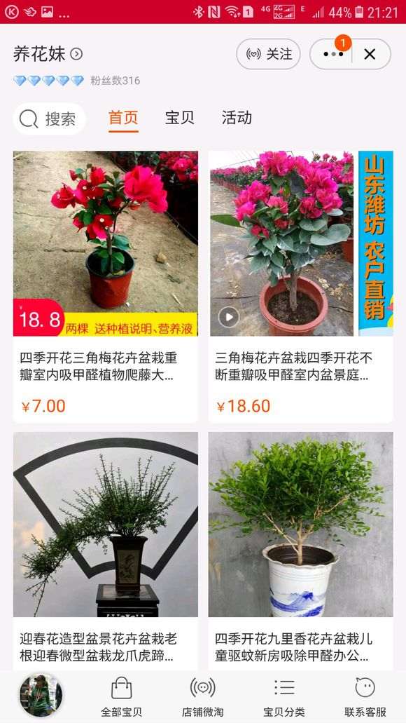 请问有紫霞仙子这种三角梅盆栽吗