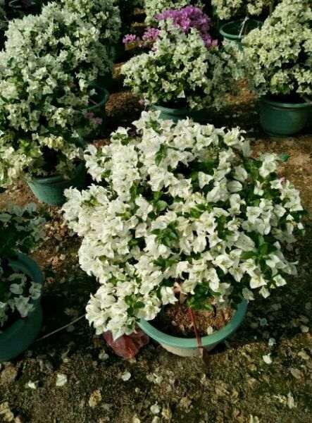 我在淘宝买三角梅盆栽的退货纠纷