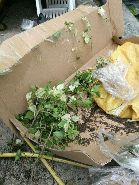 我在淘宝买三角梅盆栽的退货纠纷