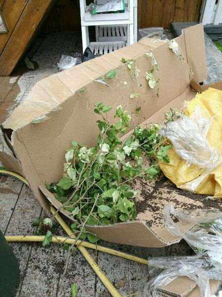 我在淘宝买三角梅盆栽的退货纠纷