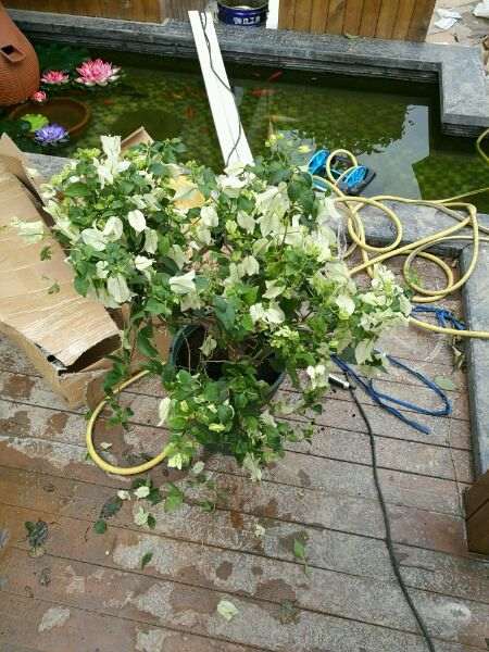 我在淘宝买三角梅盆栽的退货纠纷