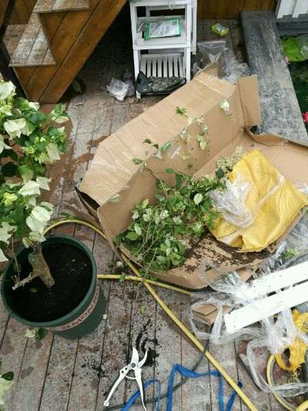 我在淘宝买三角梅盆栽的退货纠纷