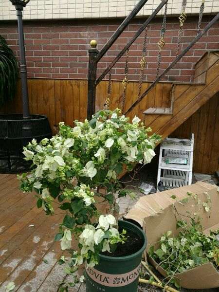 我在淘宝买三角梅盆栽的退货纠纷