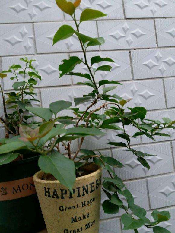 三角梅盆栽怎么修剪 嫩枝打顶 图片