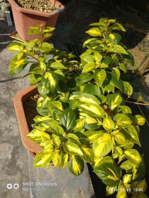 哪种广西三角梅盆栽好养又勤花 图片